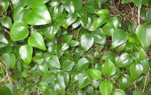 Daun Bungkus