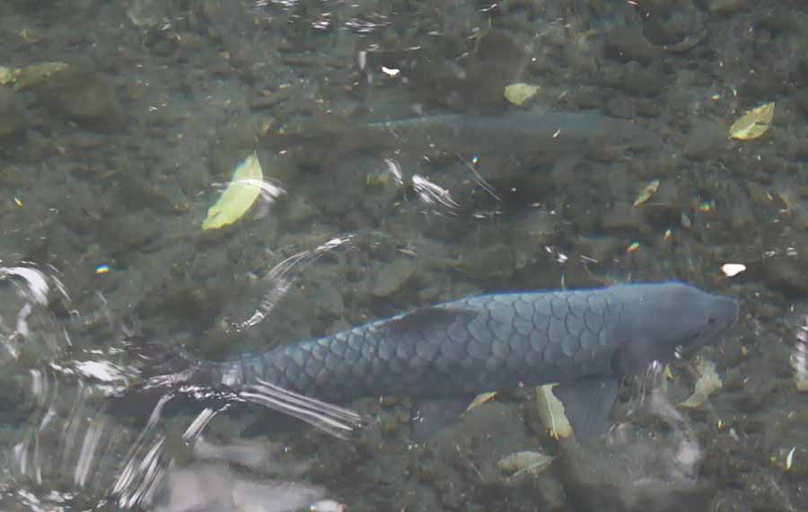 Ikan Dewa Kuningan